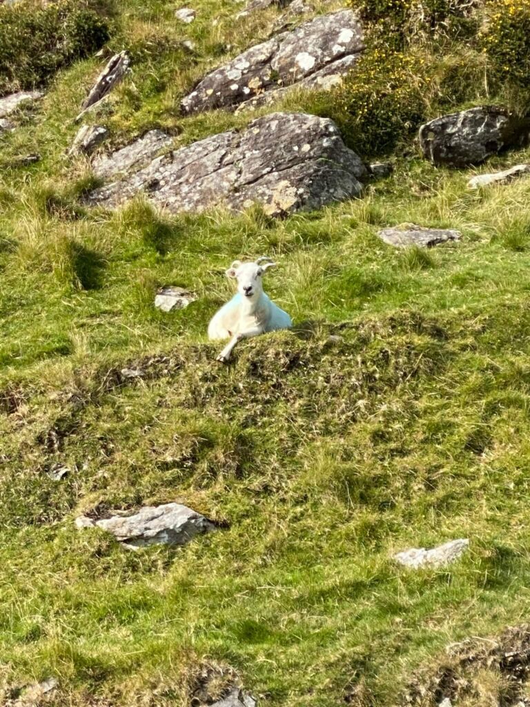 Goat on Old Military Road 